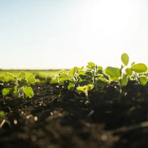 Agriculture & Biomass